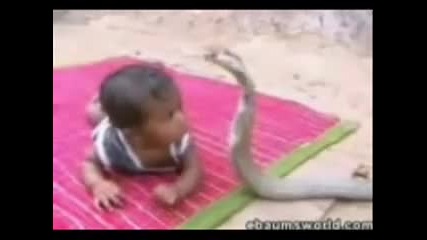Бебе vs Кралска кобра 