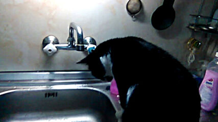 Коте Боуи пие вода от чешмата