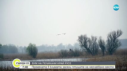 Рекорд: 92 двойки пеликани в най-голямата дива колония у нас (ВИДЕО)