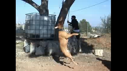 American Pit Bull Terrier Tete - Spring Pole