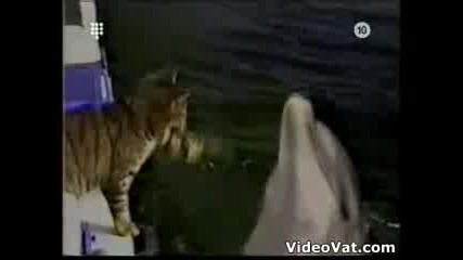 Cat - Meets - Dolphin