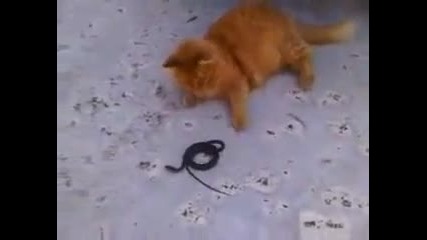 Kitty Kitty vs snake