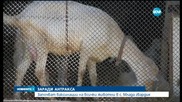 Борбата със антракс в село Млада гвардия продължава