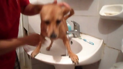 Ето как се мият зъби на куче