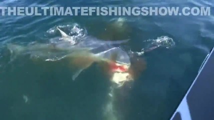 Акула напада риба меч , но победителят е друг !