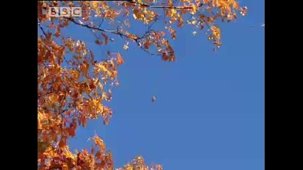 Bbc A Moose Named Madeline - Colours of Fall 