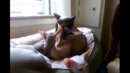 Котешка любов
