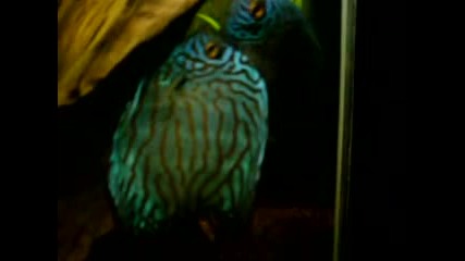 Brilliant Turk Discus Spawn