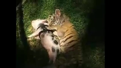 Бебе тигър си играе с прасенце 