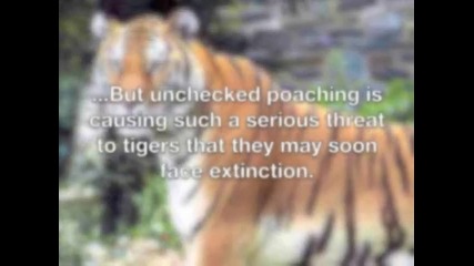 Живот и съдба на индийския тигър