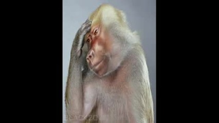 Monkey Portraits