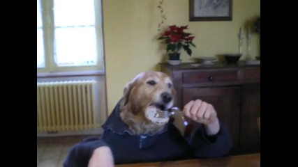 funny human dog