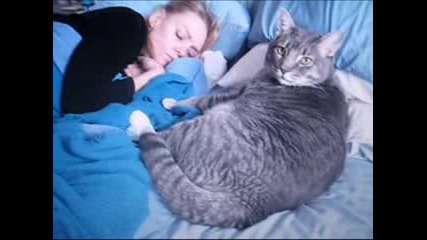 Worlds Biggest Cat
