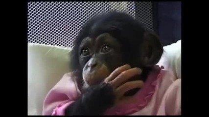 Маймунката се умори от игрите на малкото бебче