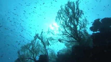 Красотата на Кораловия Риф. 