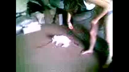 луда котка