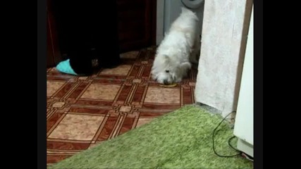 Мнението на моито куче за чалгата