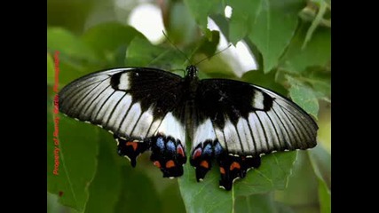 Butterfly - Karunesh.wmv