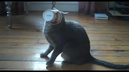 Котка обичаща сладолед 