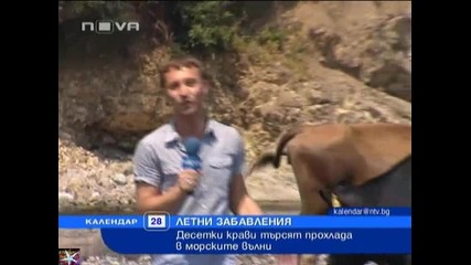 Крави търсят прохлада в морето