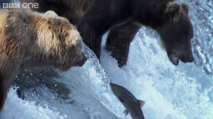 Grizzly Bears Catching Salmon - Nature's Great Events The Great Salmon Run - Bbc One