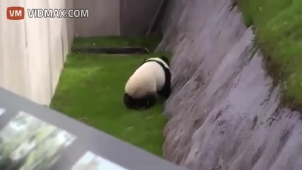 Панда хитро разиграва гледачките си в японски зоопарк