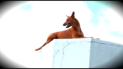 Куче паркурист 