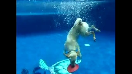 Невероятно гмуркане от куче !!!