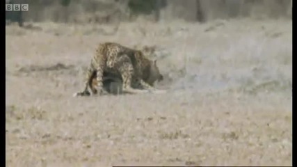 Cheetah chases Gazelle - Inside the Perfect Predator - Bbc