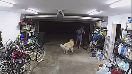 Мъж открадна колело, помогна му любвеобвилно куче пазач