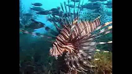 Colores En El Mar Richard Clayderman
