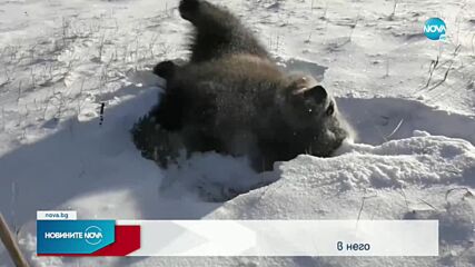 Как се забавлява мече, което вижда сняг за пръв път