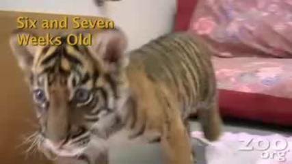 Cute baby tiger 