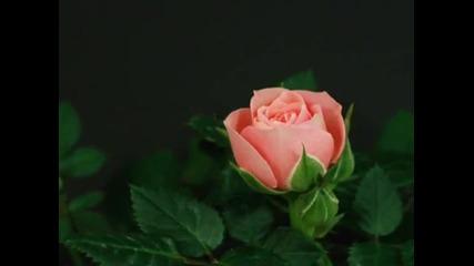Goodbye My Love Goodbye - Instrumental