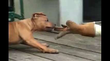 The Pitbull Diary episode 2