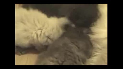 Красиви Котенца