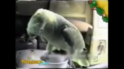 Папагал имитира плачещо дете.