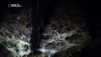National Geographic - Super Spider
