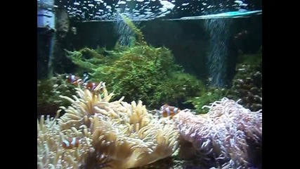 A голям аквариум