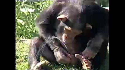 Never Ever Kiss a Monkey 