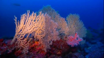 Неземна красота - Морският свят на 65 метра дълбочина - Bajo Las Gerardias 