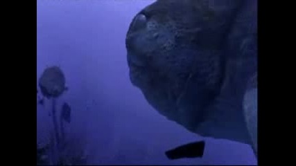 Sea Monsters 3 - Dunkleosteus - Part 2