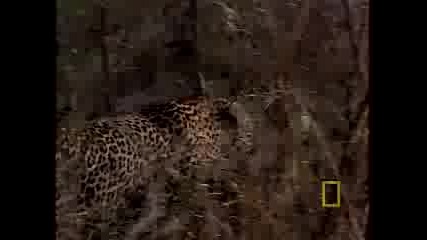 national geographic - big cats lifestyles of leopards