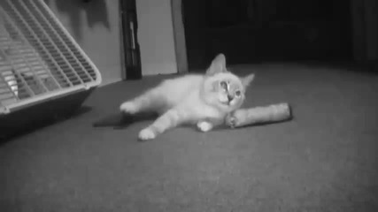 _kitty Kitty_ Metal Song