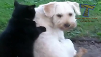 Смешни котки масажират кучета