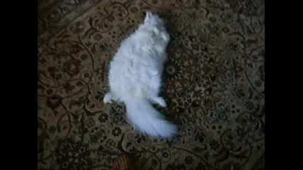 Бяло Коте