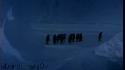 Пингвини се смеят на техен подхлъзнал се приятел!