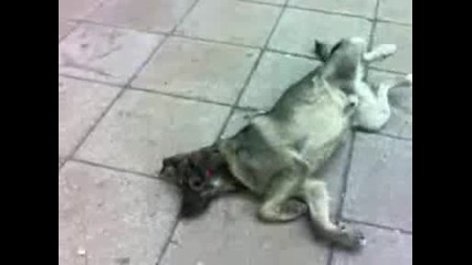 куче във Варна 