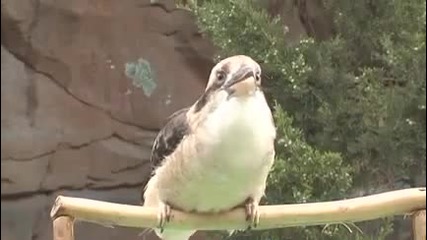 Best Dubstep Bird