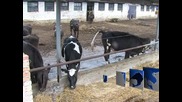 Държавата отпуска допълнителни средства за животновъдите